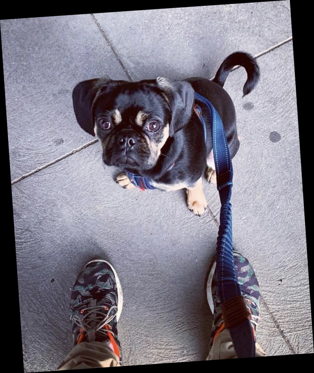 Pongo the Pugalier - reactive dog now calm and confident after training