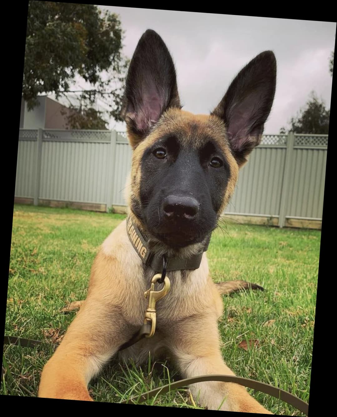 Sunny the Belgian Malinois - sport dog trained to competition level