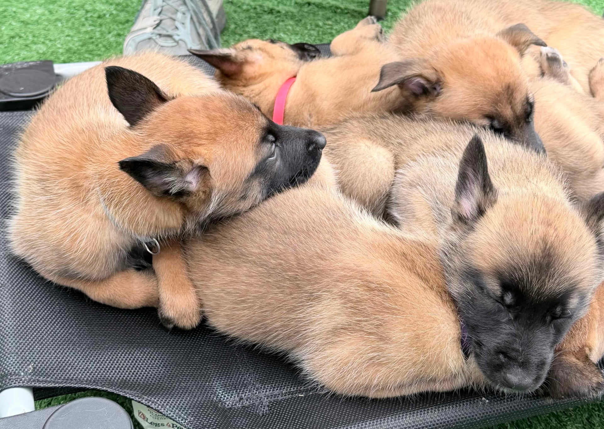 Contact Mero Dog Training - Dog Trainer Melbourne